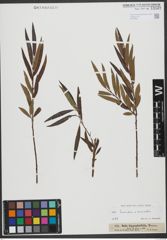 Foto von Salix triandra L. x Salix viminalis L.
